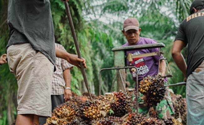 Ilustrasi harga TBS turun di Riau (foto/int)